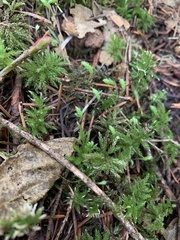 Leucolepis