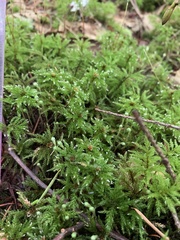 Leucolepis