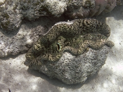 Tridacna derasa