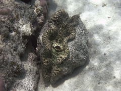 Tridacna derasa