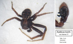 Xysticus kochi