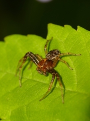 Xysticus lanio