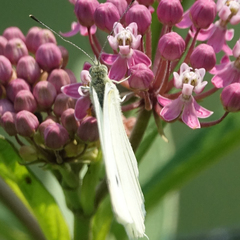 Pieris rapae