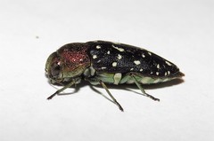 Diphucrania leucosticta