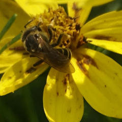 Halictus ligatus