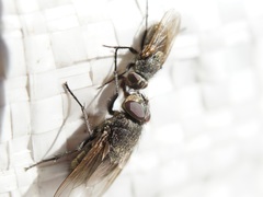 Pollenia