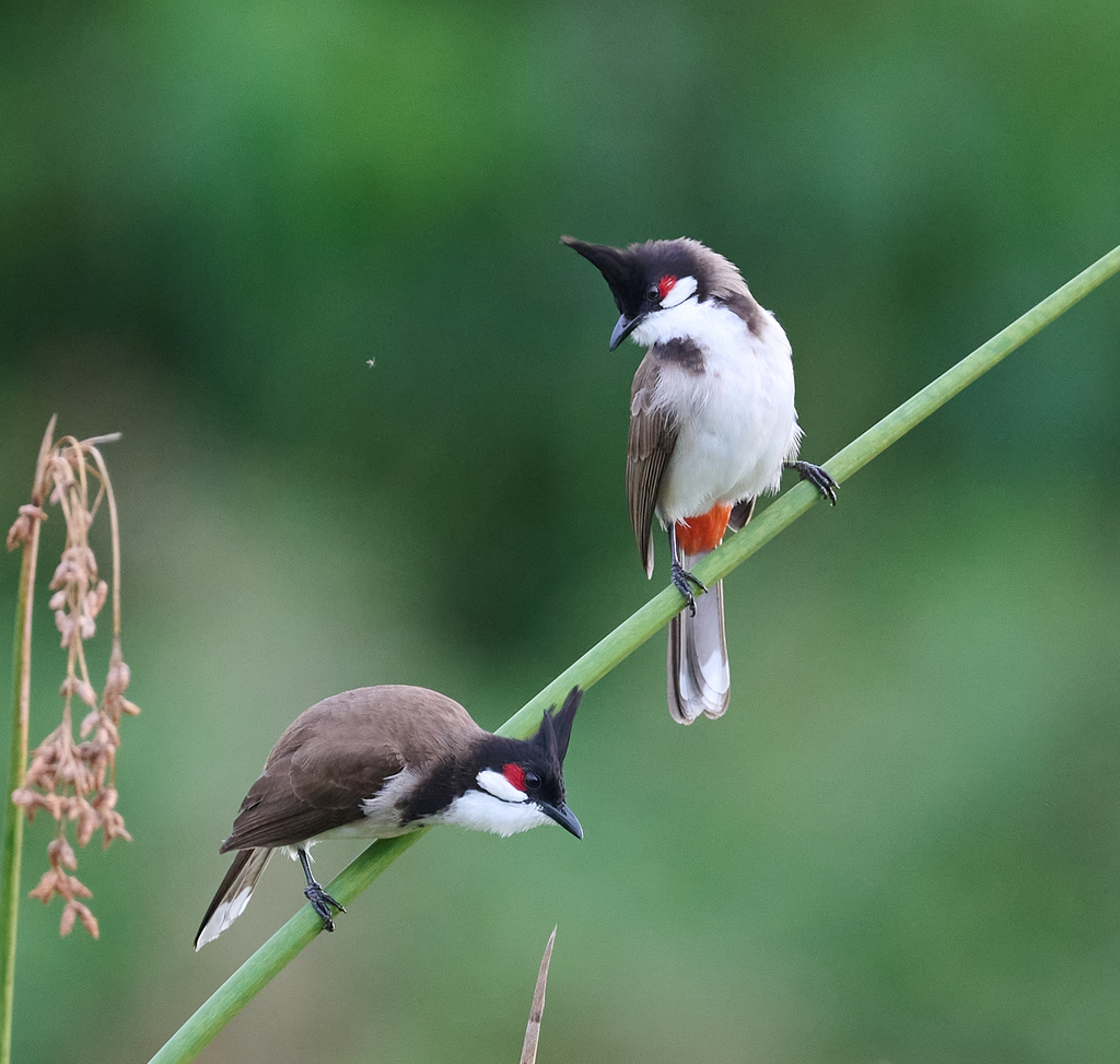 Typical Bulbuls