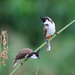 Typical Bulbuls - Photo (c) Tony Iwane, some rights reserved (CC BY-NC), uploaded by Tony Iwane