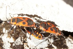 Pyrrhocoris apterus