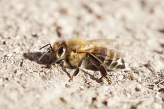 Apis mellifera