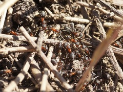 Formica pratensis