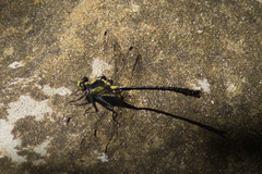 Octogomphus specularis