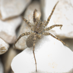 Pardosa morosa