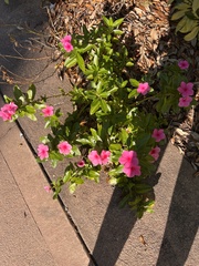Catharanthus roseus image