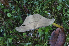 Copaxa syntheratoides