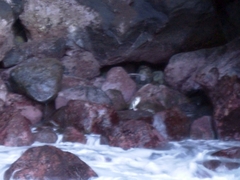 Eudyptula minor albosignata