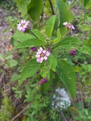 Lantana trifolia