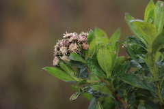 Ageratina tinifolia