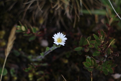 Oritrophium peruvianum