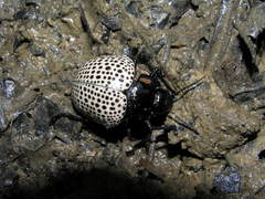 Doryphora punctatissima