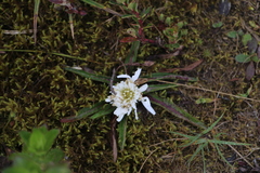 Hypochaeris sessiliflora