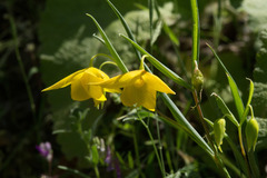 Calochortus amabilis