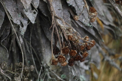 Espeletia corymbosa