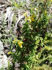 Calceolaria teucrioides