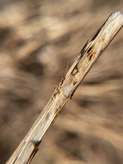 Antistrophus
