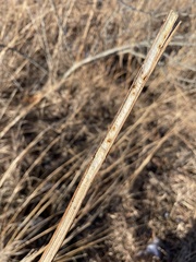 Antistrophus