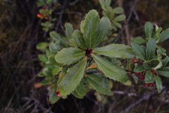 Berberis goudotii