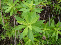 Osmitopsis osmitoides