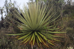 Puya goudotiana