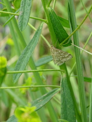 Evergestis frumentalis