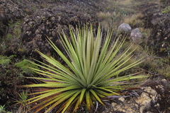 Puya goudotiana