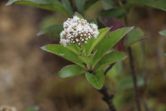 Ageratina tinifolia