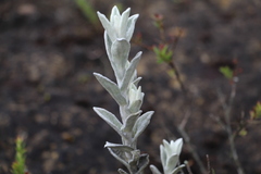 Achyrocline crassiceps