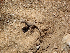Pristurus carteri