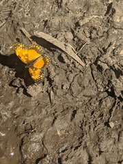 Chlosyne lacinia saundersi