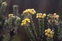 Monticalia ledifolia