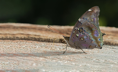 Historis acheronta