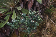 Linochilus phylicoides