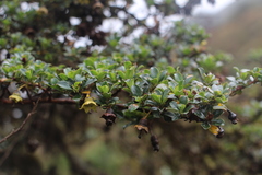 Escallonia myrtilloides