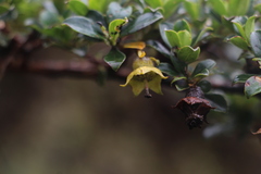 Escallonia myrtilloides