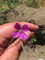 Clarkia gracilis