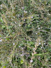Pseudelephantopus spicatus