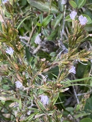 Pseudelephantopus spicatus