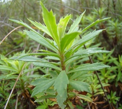 Osmitopsis osmitoides