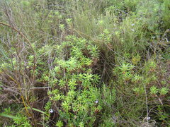 Osmitopsis osmitoides