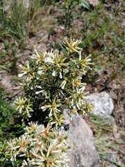 Baccharis flabellata